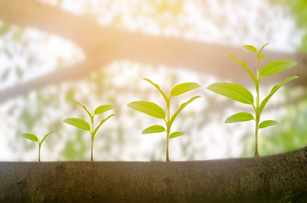 different sized green plants representing different stages of growth